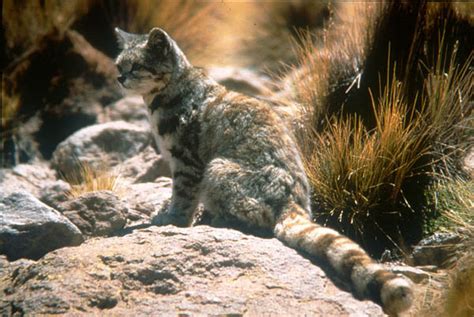 Andean Cat | Leopardus jacobitus