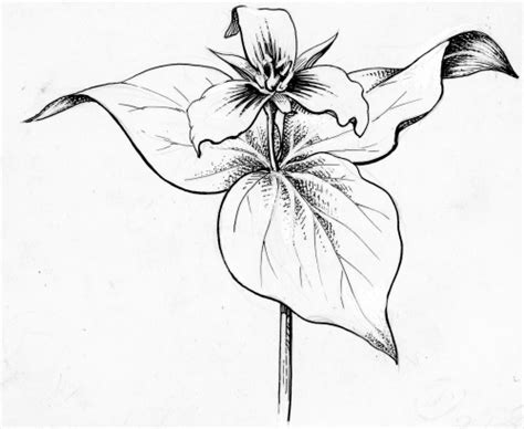 White Trillium Flower Sketch Coloring Page