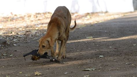 India’s rabid dog problem is running the country ragged - BBC Future