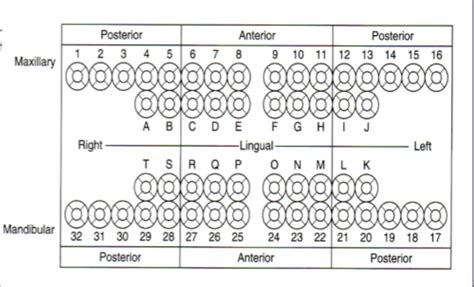 Dental Charting Cheat Sheet