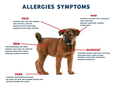 Dog Allergies Symptoms • Tips & Tricks for Pets