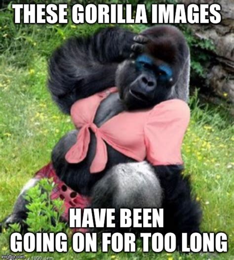 Funny Gorilla Memes