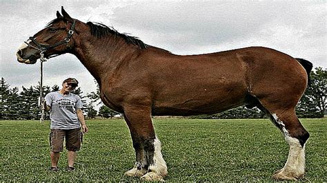 Top Ten Biggest Horses Our World Has Ever Had – Horse Spirit