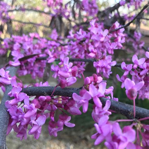 Texas Redbud Tree in bloom : r/flowers