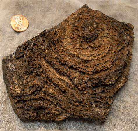 Stromatolites: The Earliest Life - Start of the Fossil Record | Mini Museum