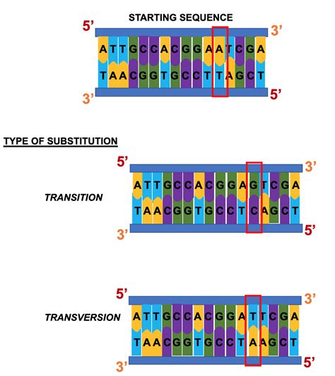 Types of DNA Mutations - Wize University Biology Textbook | Wizeprep