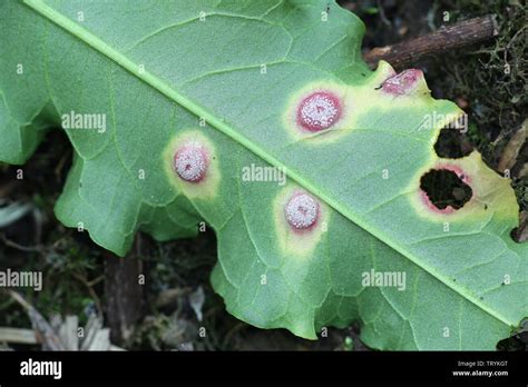 Puccinia Rust Fungus Stock Photos & Puccinia Rust Fungus Stock Images ...