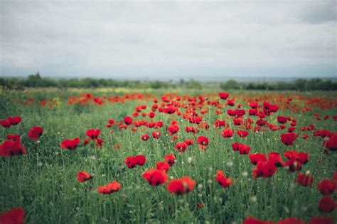 Red Poppy Flower Field · Free Stock Photo