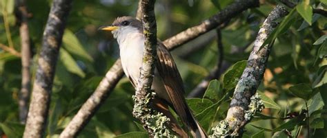 FWS Reopens Comment Period on Yellow-Billed Cuckoo Habitat - The ...