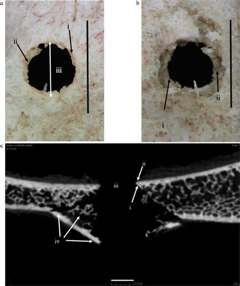 Key nomenclature for the components of a bevelled fracture in sandwich... | Download Scientific ...