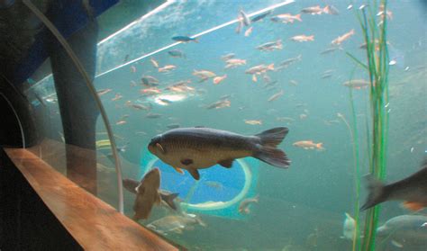 File:Fish at Lakes Aquarium Cumbria.jpg - Wikipedia, the free encyclopedia