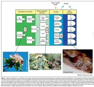 Is pollination really an ecosystem service? | Jeff Ollerton's Biodiversity Blog