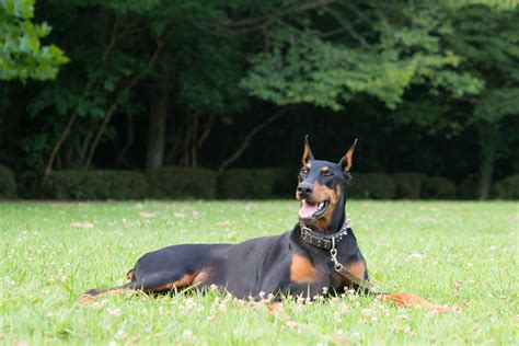 Doberman Pinscher (Dobie): Dog Breed Characteristics & Care