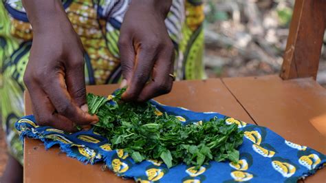 Traditional healers help doctors reach patients in Sierra Leone | Health | Al Jazeera