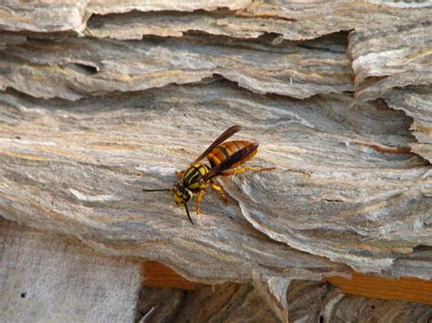 Do Yellowjacket Wasp Nests Die in the Winter? - CITY PESTS