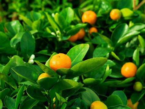 South American satsuma season suffers amid Covid-19 restrictions ...