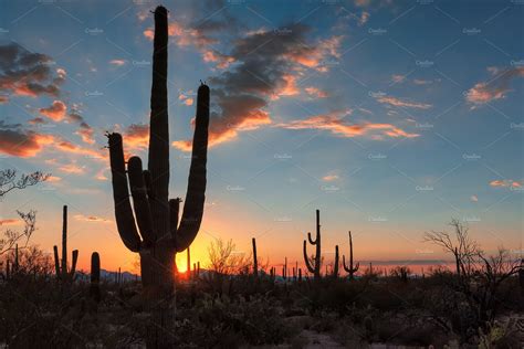 Saguaro cactus at Sunset in desert | High-Quality Nature Stock Photos ~ Creative Market