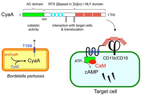 Toxins | Free Full-Text | Bioengineering of Bordetella pertussis Adenylate Cyclase Toxin for ...