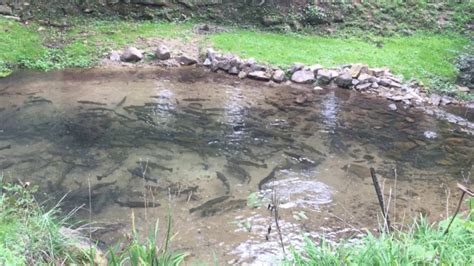 Progressive Charlestown: More trout in local ponds