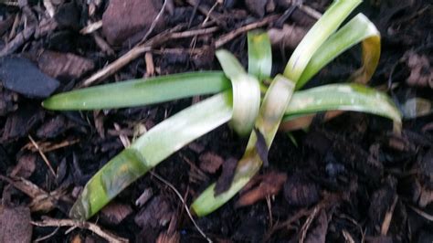 Agapanthus problems — BBC Gardeners' World Magazine