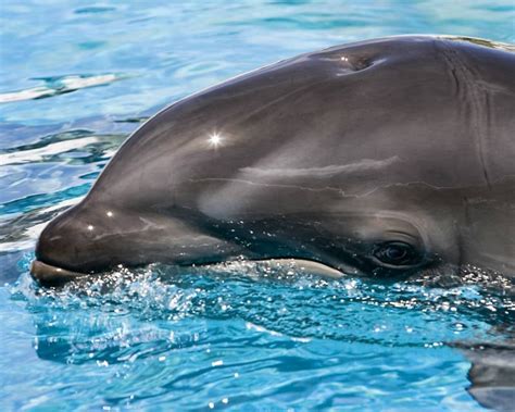 Why The Wholphin Is One Of The World's Rarest Hybrid Animals