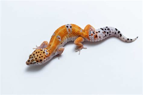 Purple Head - Leopard Gecko Traits - Morphpedia