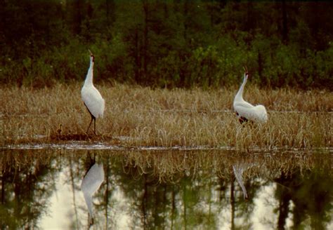 Wood Buffalo Updates « Whooping Crane Conservation Association