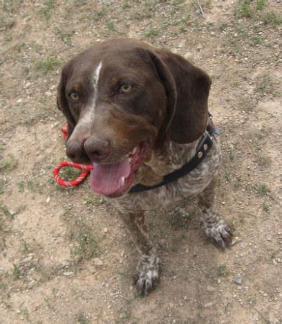 [PDF] Tarsus Çatalburun Breed of Turkish Hunting Dog (Turkish Pointer ...