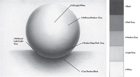 Drawing a Sphere Allows You to Draw All the Rounded Parts of the Face