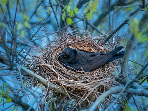 Crow Nesting (Behavior, Location, Eggs + FAQs) | Birdfact