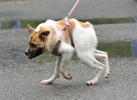 Pig the unusual dog to appear on televisions everywhere during National ...