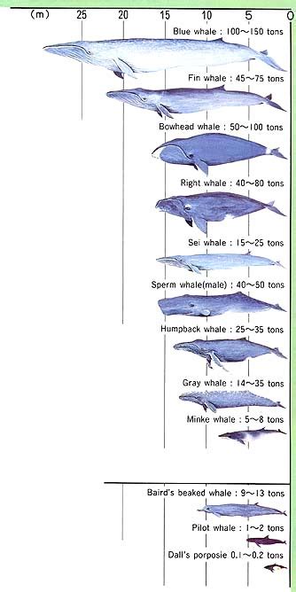 MOFA: MANAGEMENT OF CETACEAN RESOURCES - Whale species and their management