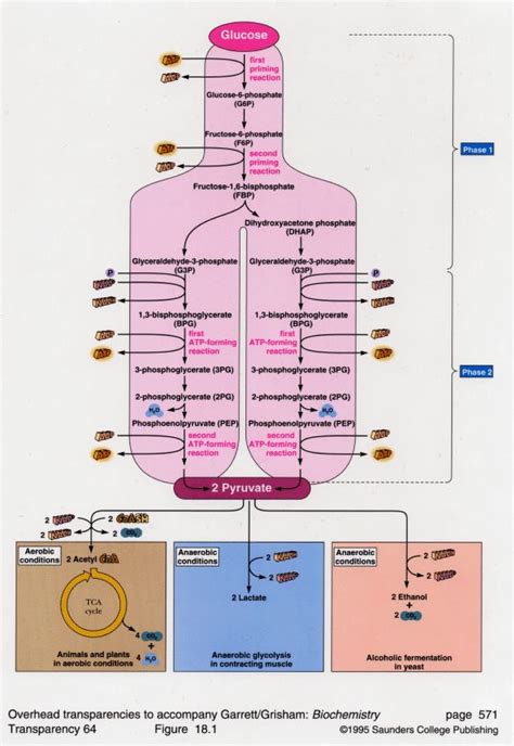 Glycolysis in the Cytoplasm | Biochemistry, Science biology, Biological ...