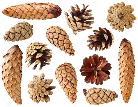 Fir and pine cones — Stock Photo © photomaru #4237521