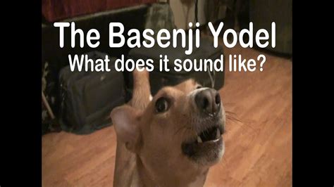 Basenji Yodel - What does it sound like? - YouTube