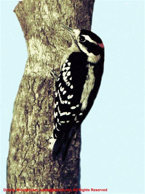 Eastern North American Woodpeckers