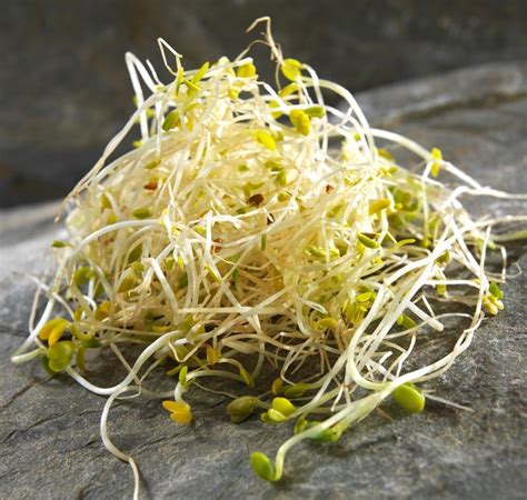 Alfalfa Sprouts - Prepared Food Photos, Inc.