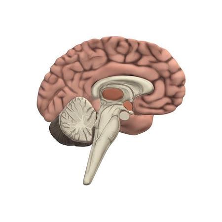 Cerebrum | Location, Function & Structure - Video & Lesson Transcript | Study.com