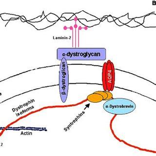 Mutation in dystrophin gene lead to break of the relationship among... | Download Scientific Diagram