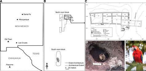 Evidence of ancient scarlet macaw breeding uncovered in study - TechCodex