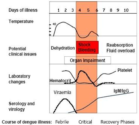 The development stage of dengue infection dependence the time (Clinical ...