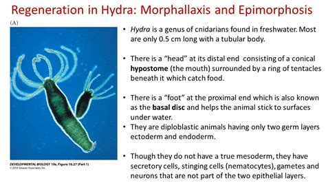 REGENERATION II. - ppt download