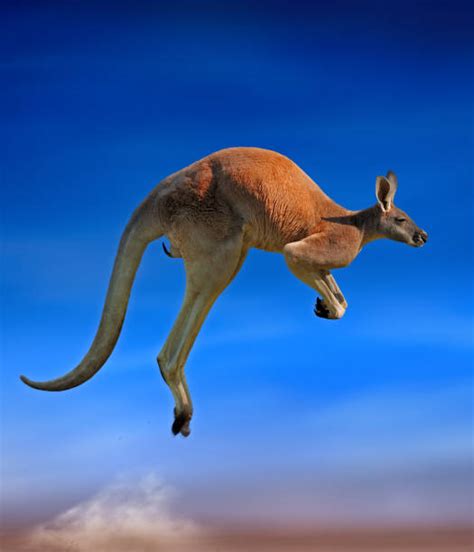 Kangaroo Jumping, Australia Stock Photos, Pictures & Royalty-Free ...