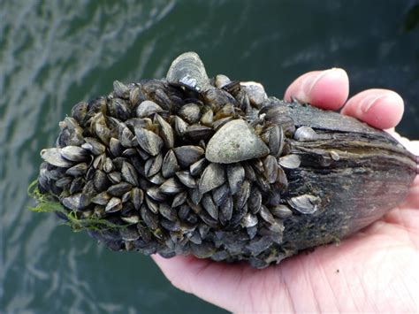 Lake Look: Native Mussels—Low on the Food Chain, High on the Protection ...