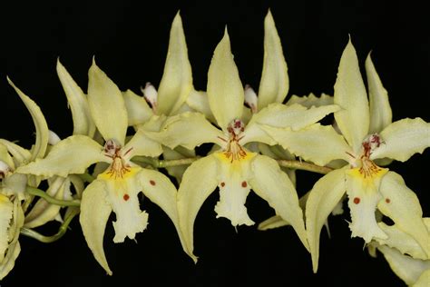 Odontoglossum crispum flavum 7948 | Beautiful flowers, Orchidaceae, Orchid flower