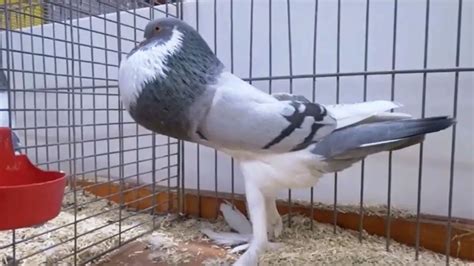 English Pouter Pigeon: Origin, Appearance, Behavior, Care, And More