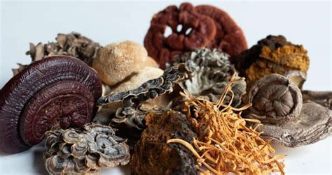 Medicinal Mushrooms: 7 Kinds and Their Unique Health Benefits