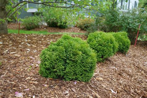 Tater Tot Arborvitae - Pahl's Market - Apple Valley, MN