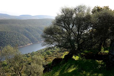 Monfragüe National Park (3) | Monfragüe | Pictures | Spain in Global-Geography