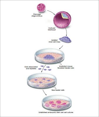 Biotechnology-Genetic-Human Cells: 7/1/09 - 8/1/09